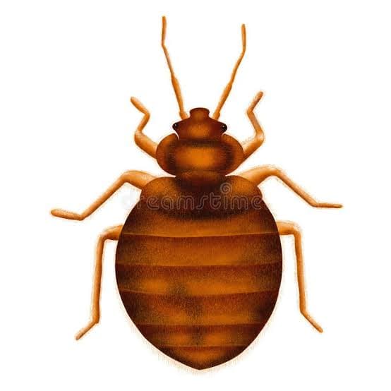 Bed Bug Control in Bangalore - Pests Control India